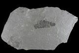 Fern (Neuropteris) Fossil & Bivalve - Kinney Quarry, NM #80421-1